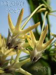 ././Photos/Fleur/02Jaune/Mini/multiflora cyrtoceras1.jpg